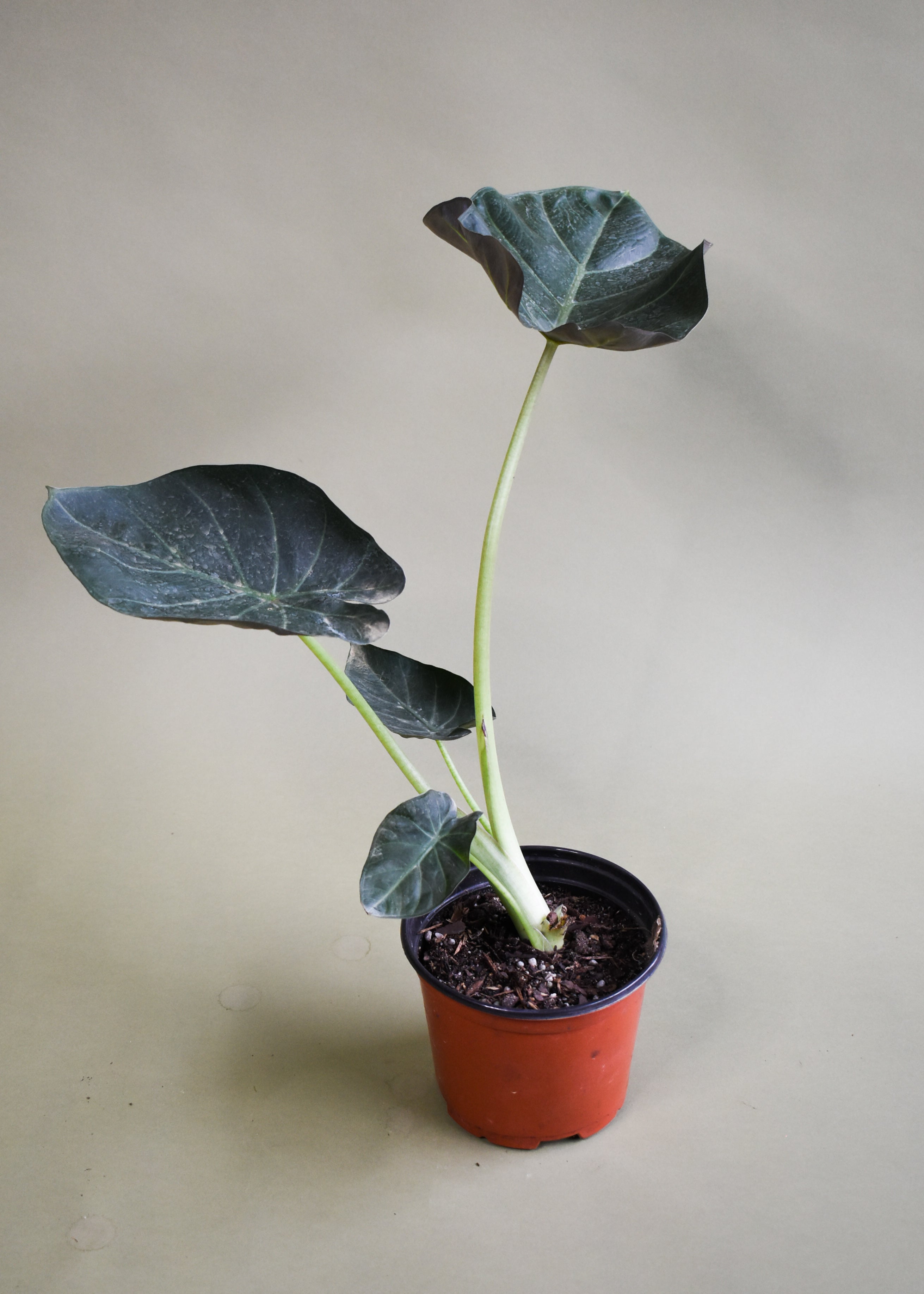 【最終価格】TC株Alocasia Regal ShielcVariegated Alocasia regal shields variegata | Welovetropicalplants