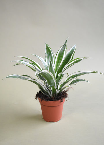 Dracaena warneckii