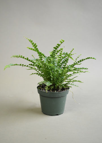 Lemon Button Fern