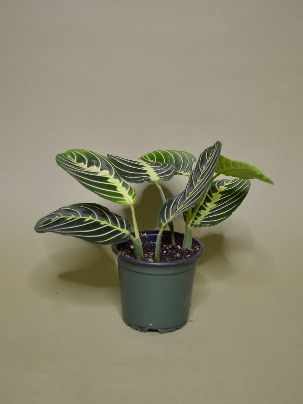 Maranta leuconeura 'Lemon Lime'