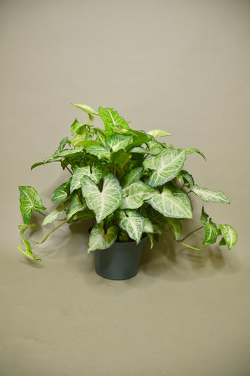 Syngonium podophyllum
