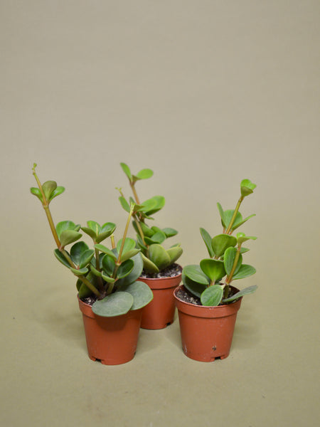 hope succulent Peperomia Hope | Buy Online | Ship in the U.S
