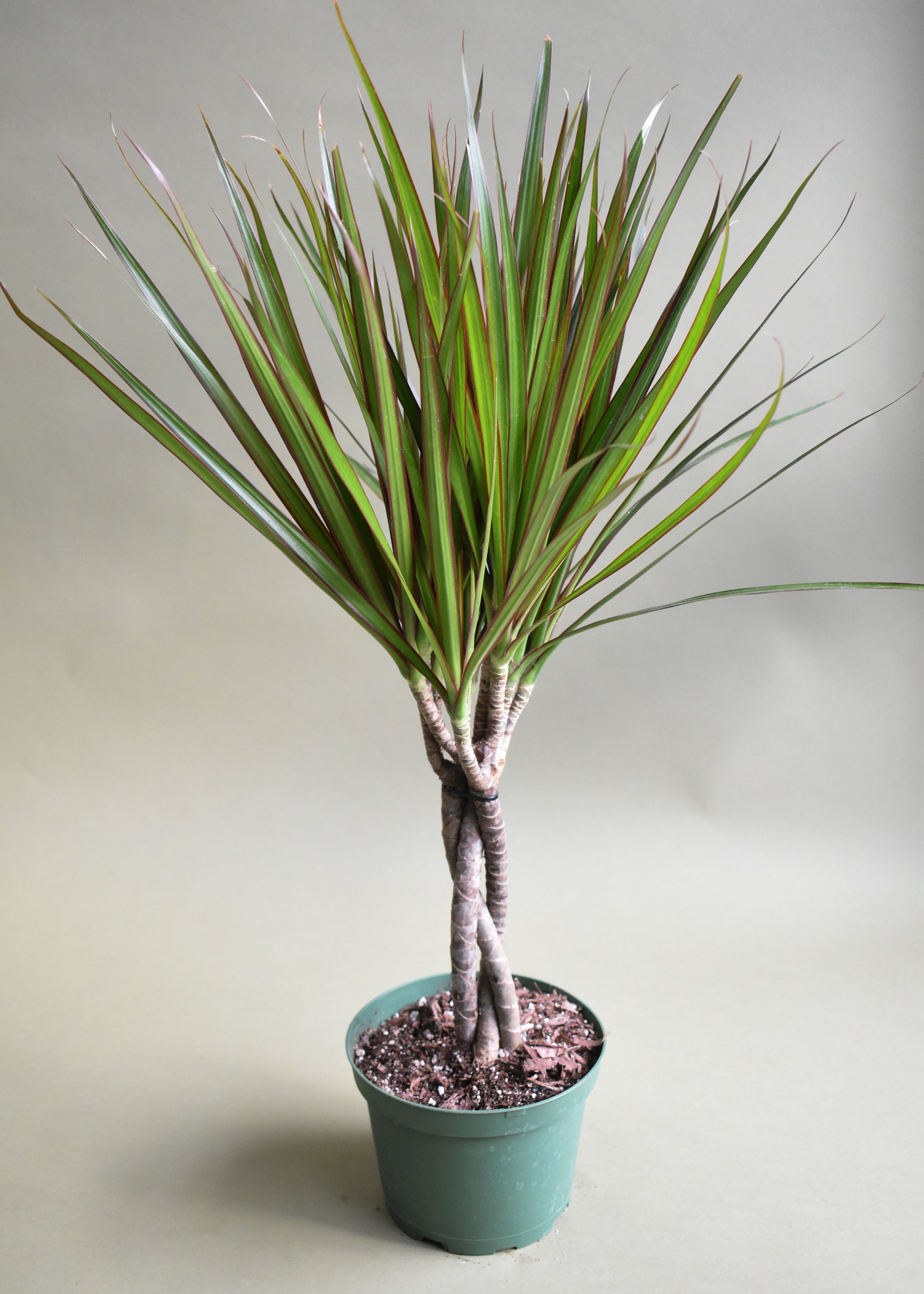 dracaena art cane Dracaena Marginata Cane – Fernseed