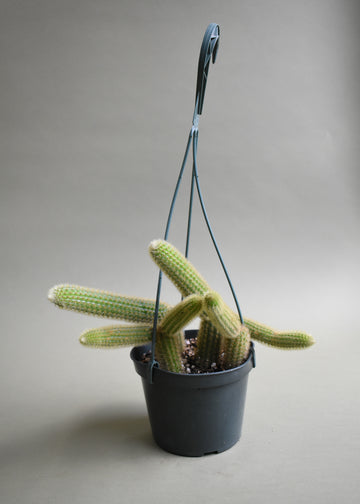 Cleistocactus Winterii Golden Rat Tail