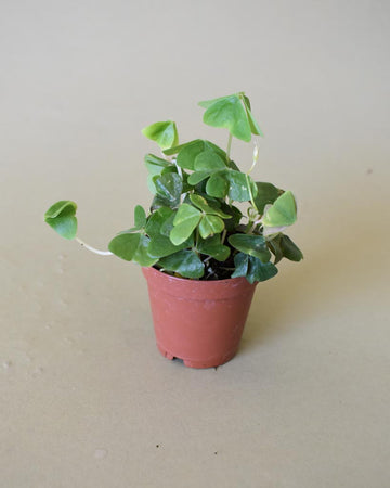 oxalis green shamrock in grow pot