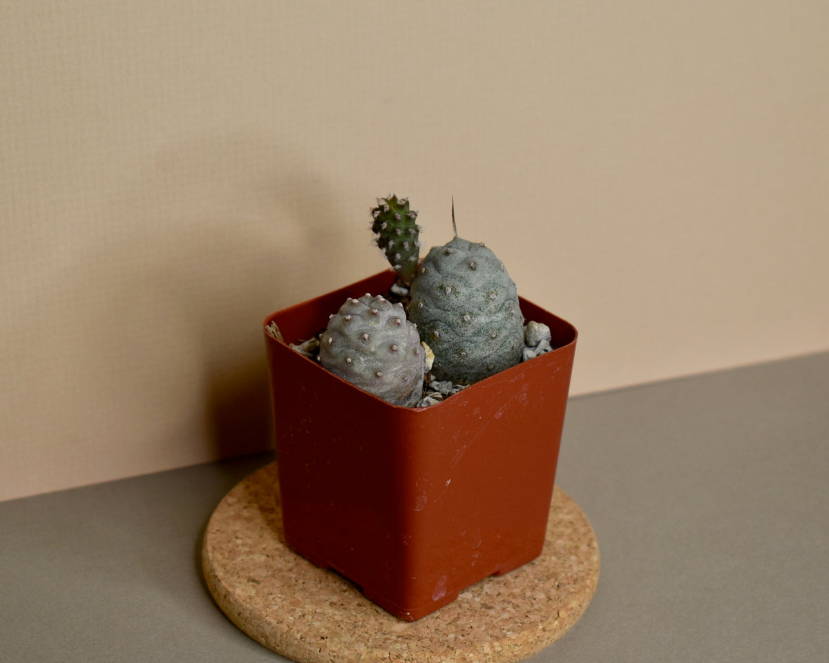 Tephrocactus 'Pinecone Cactus'