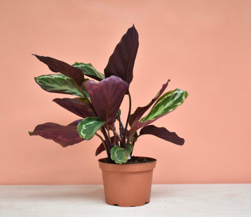 Calathea Shining Star