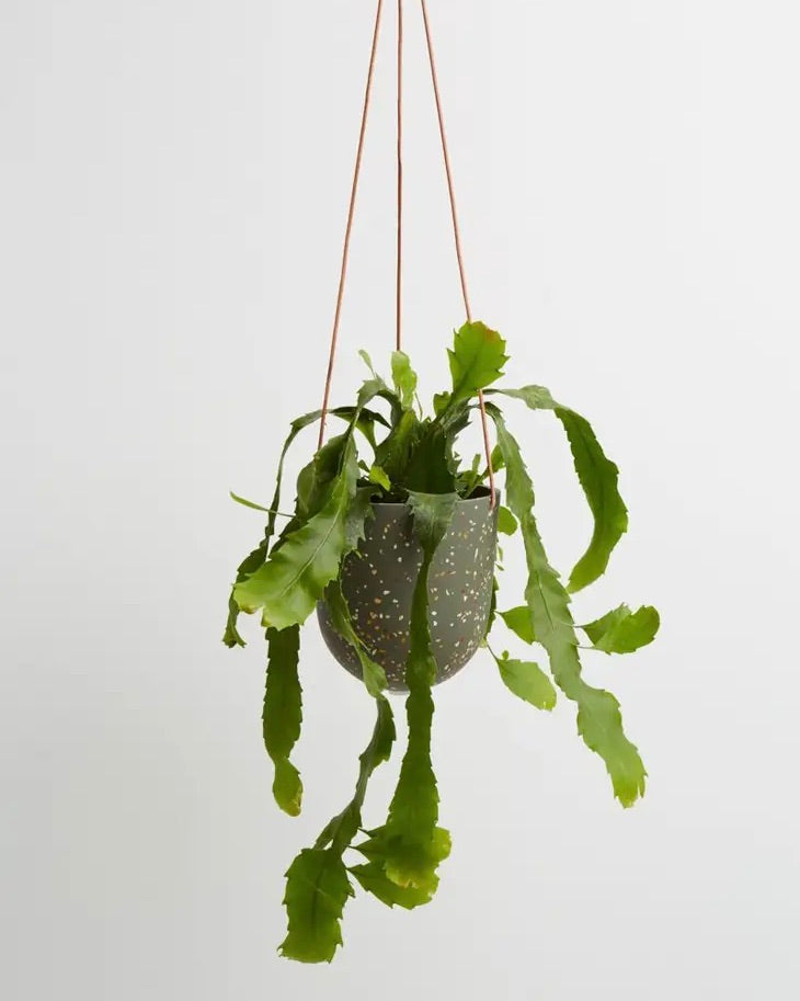 Terrazzo Hanging Planter