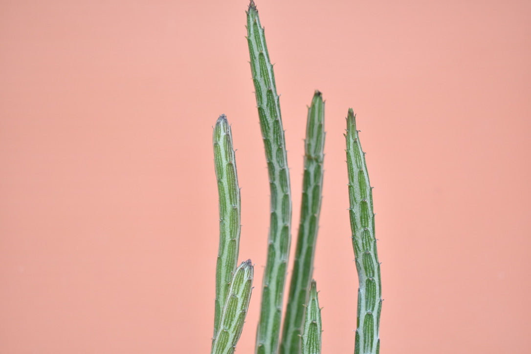 Pickle Plant (Senecio stapeliiformis)