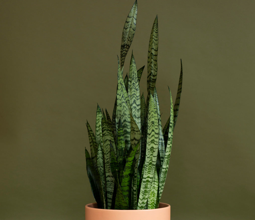 Sansevieria Zeylanica