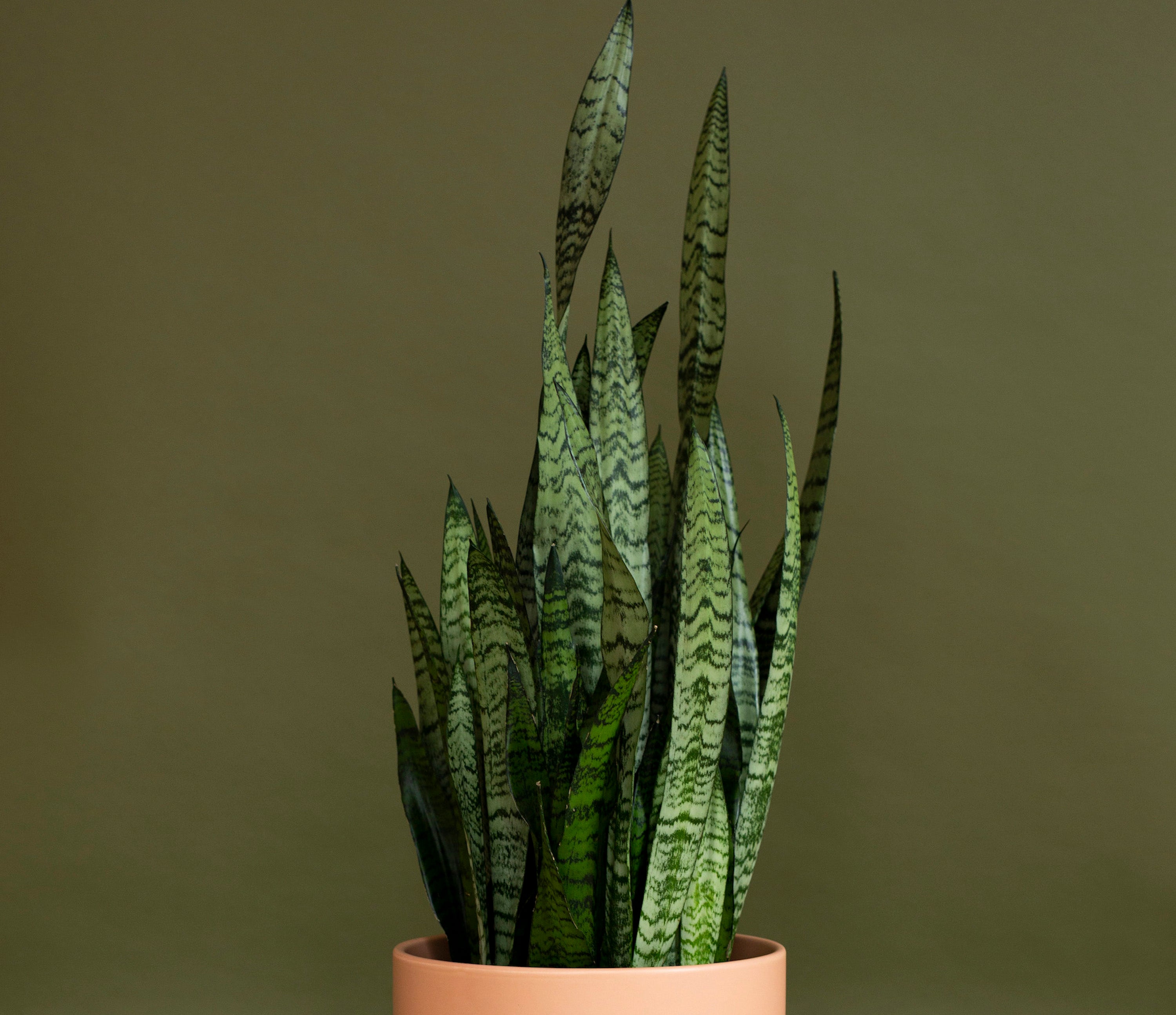 Sansevieria Zeylanica