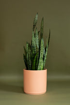 Sansevieria Zeylanica