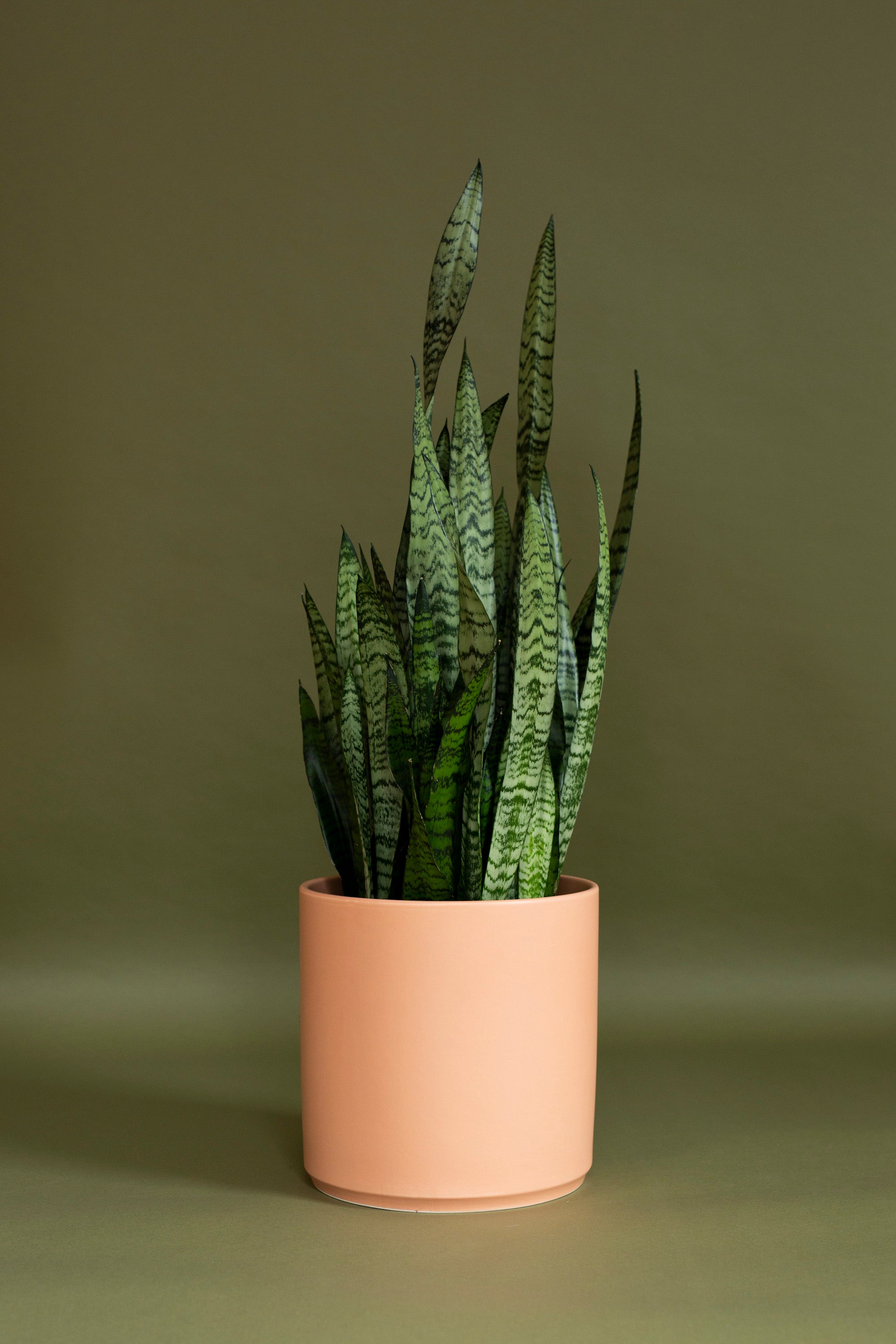 Sansevieria Zeylanica