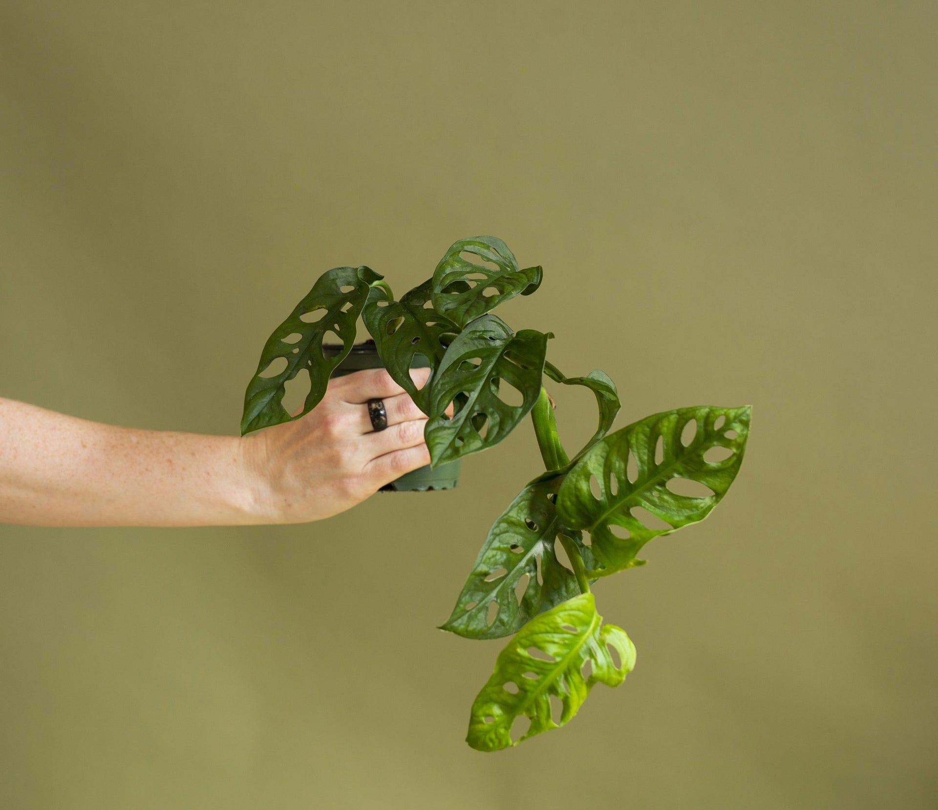 adansonii monstera Monstera Adansonii | Information + Care Tips