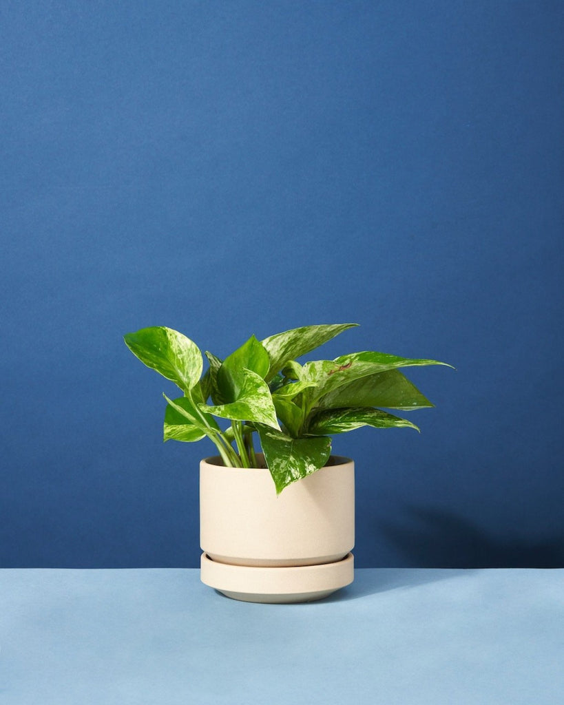 So Impressed Potted Plant Gift Send a Plant to Someone The Fernseed