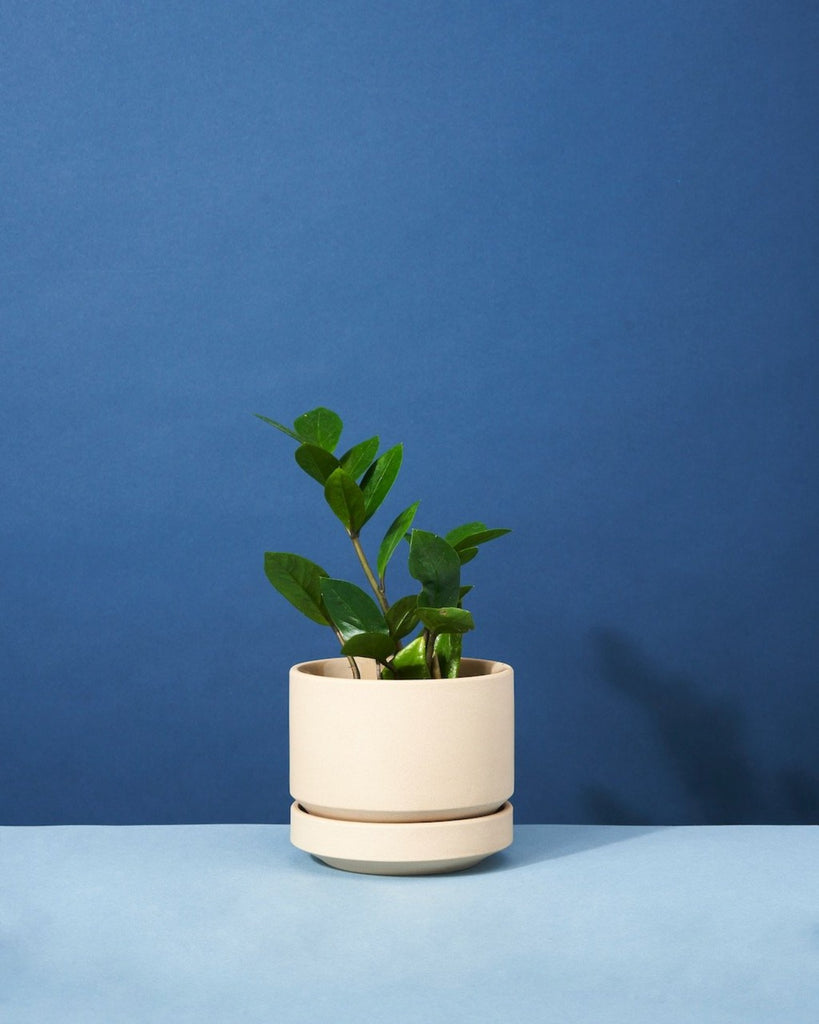 So Impressed Potted Plant Gift Send a Plant to Someone The Fernseed