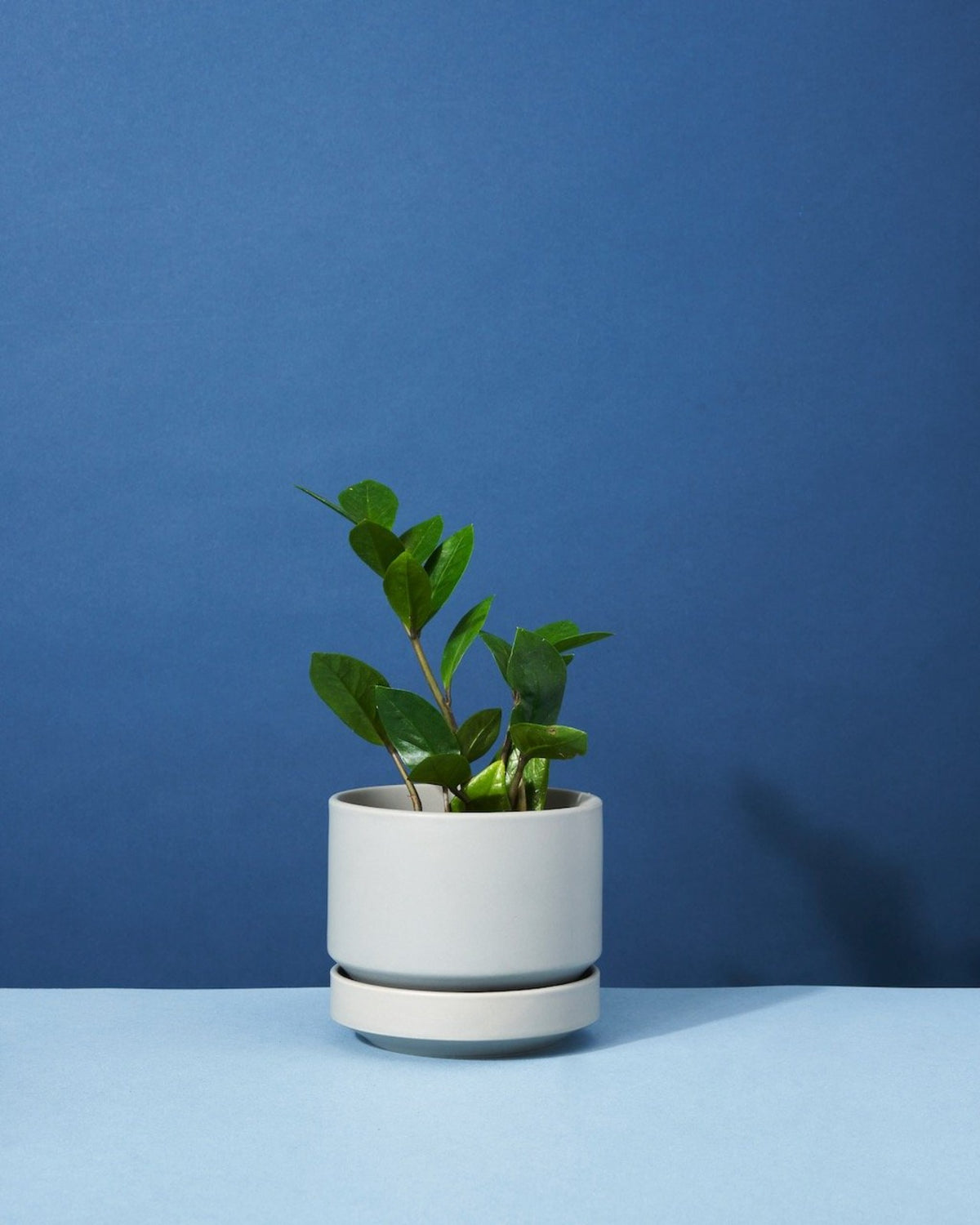 So Impressed | Potted Plant Gift