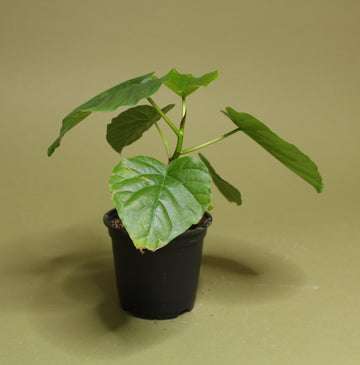 Ficus Umbellata