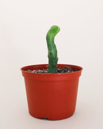 Trichocereus bridgesii monstrose