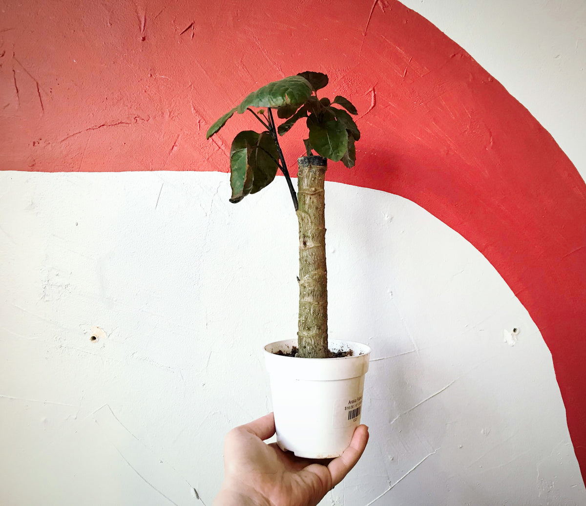 A hand holding a small Aralia Fabian stump in a white plastic grow pot in front of a white and red painted background.