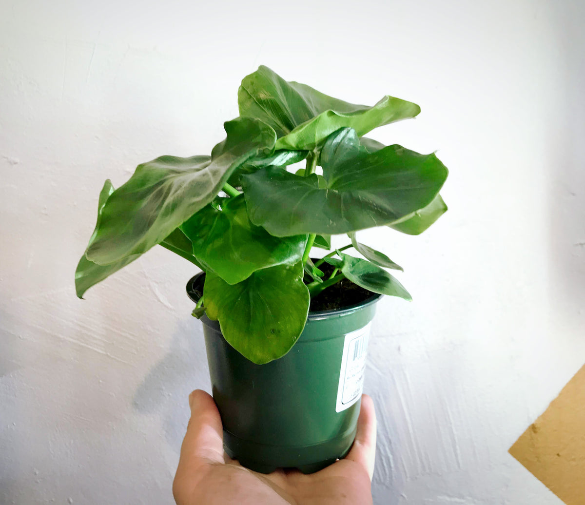 Hand holding philodendron Super Atom.