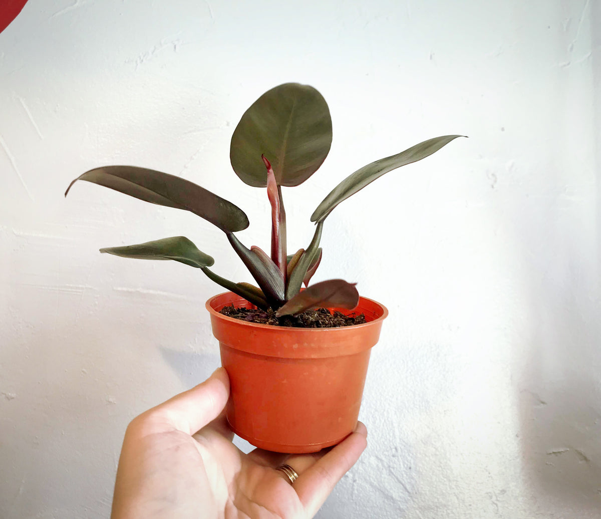 Hand holding Philodendron Black Cardinal.