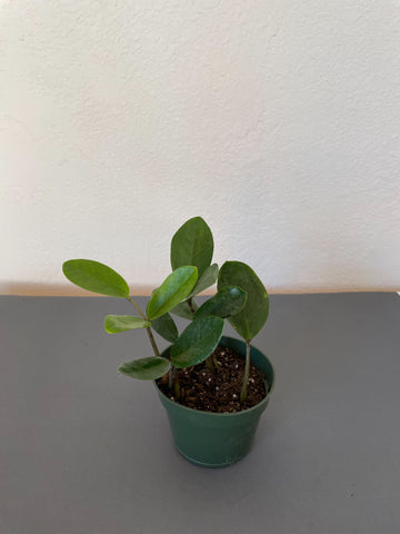 Zamioculcas Zamifolia 'Lucky' ZZ