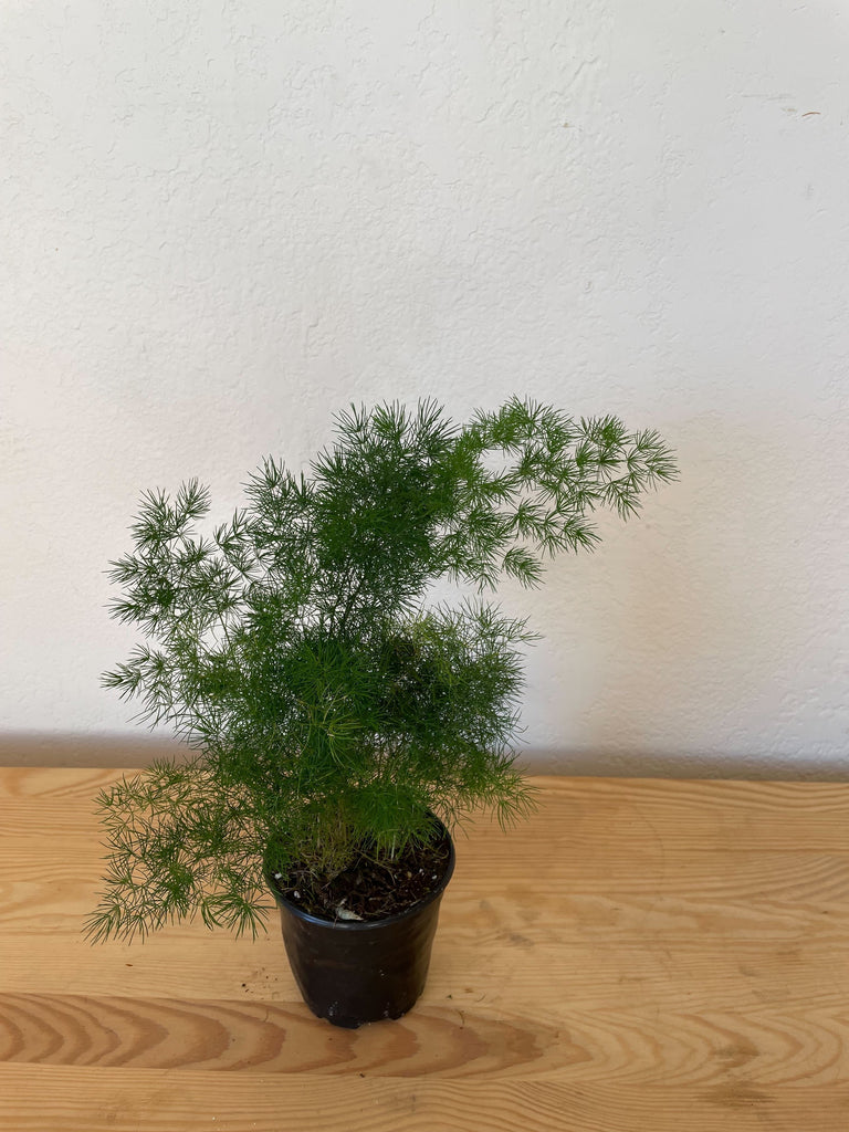 Asparagus Ming Fern – The Fernseed