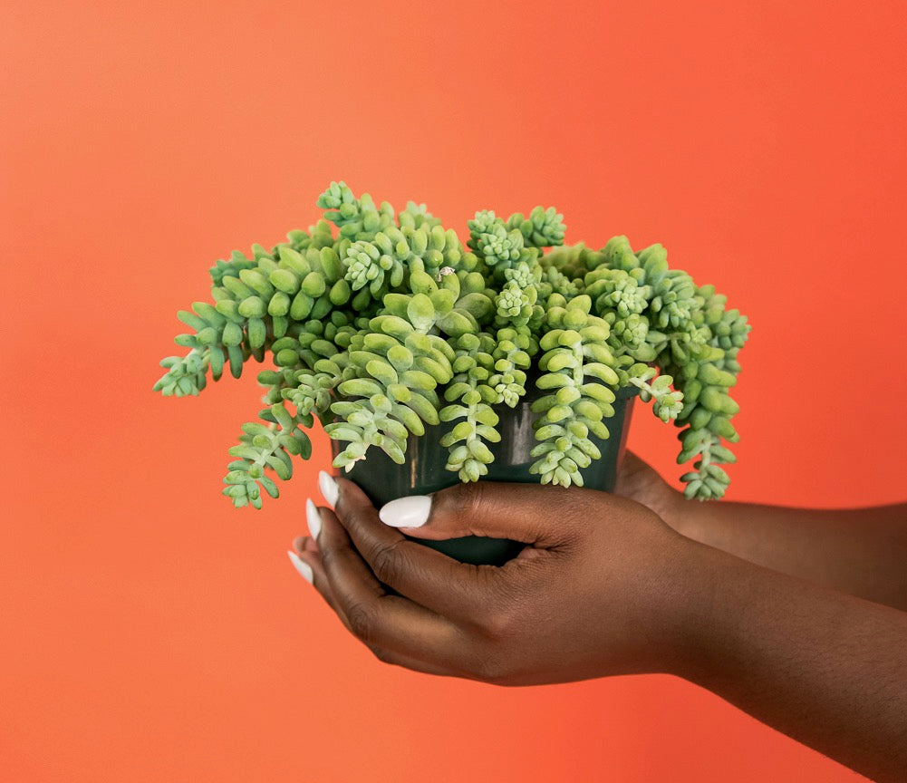 Hands holding burro's tail plant in front of orange background.