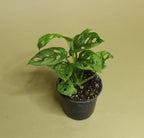 Monstera Adansonii