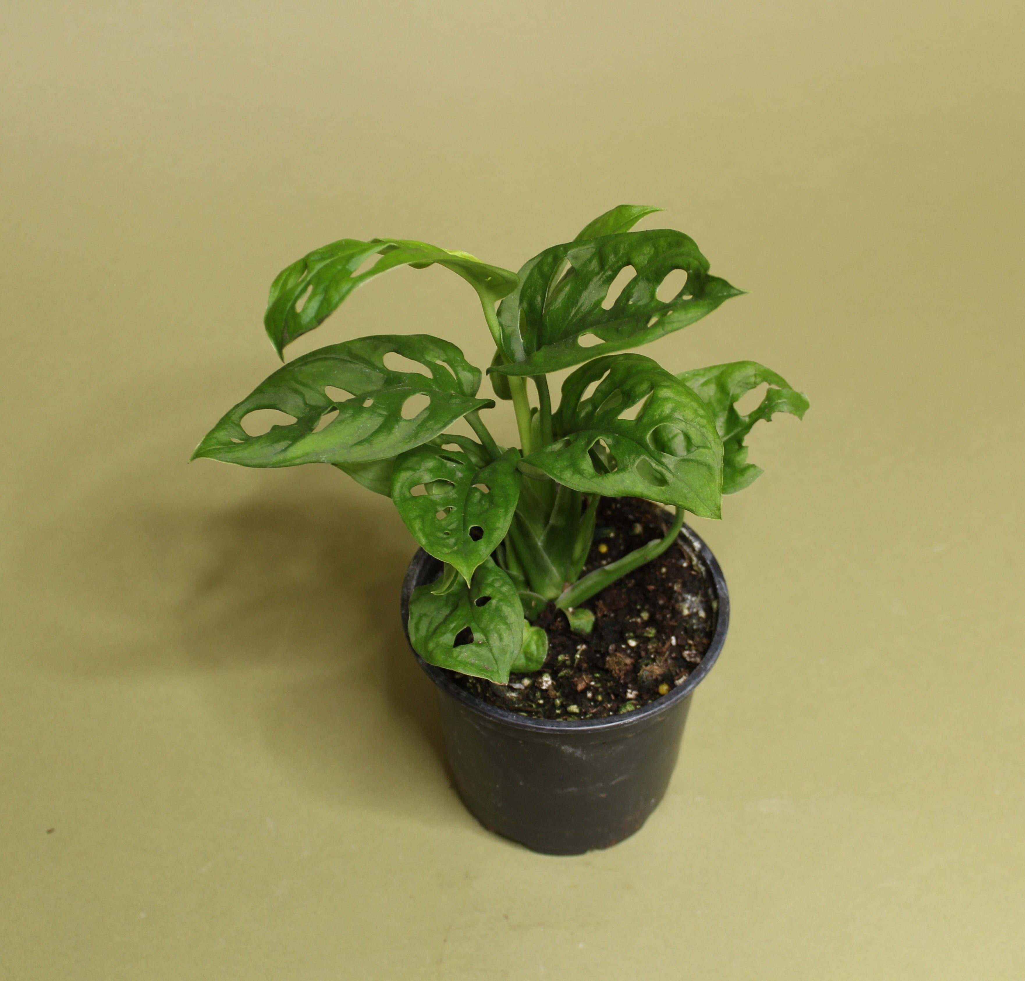 Monstera Adansonii