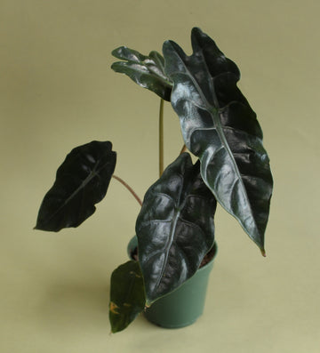 Alocasia Chantrieri