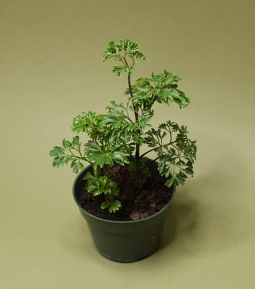 Aralia Ming ("Parsley Aralia")