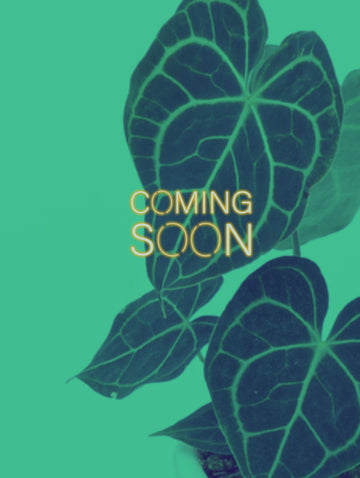 Anthurium clarinervium 'Velvet cardboard'