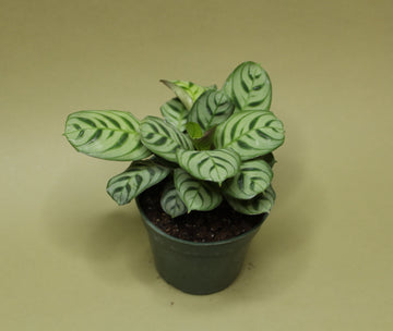 Ctenanthe Burle Marx