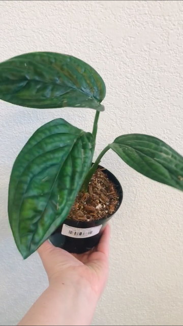 Monstera Karstenianum 'Peru'