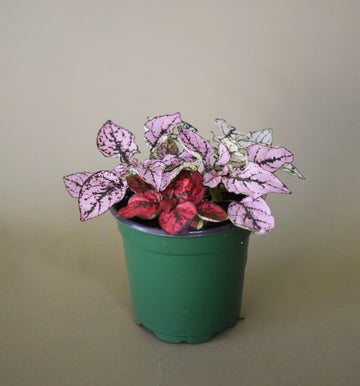 Polka Dot Plant