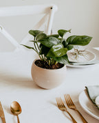 potted plants table centrepieces Potted Plant Centerpiece