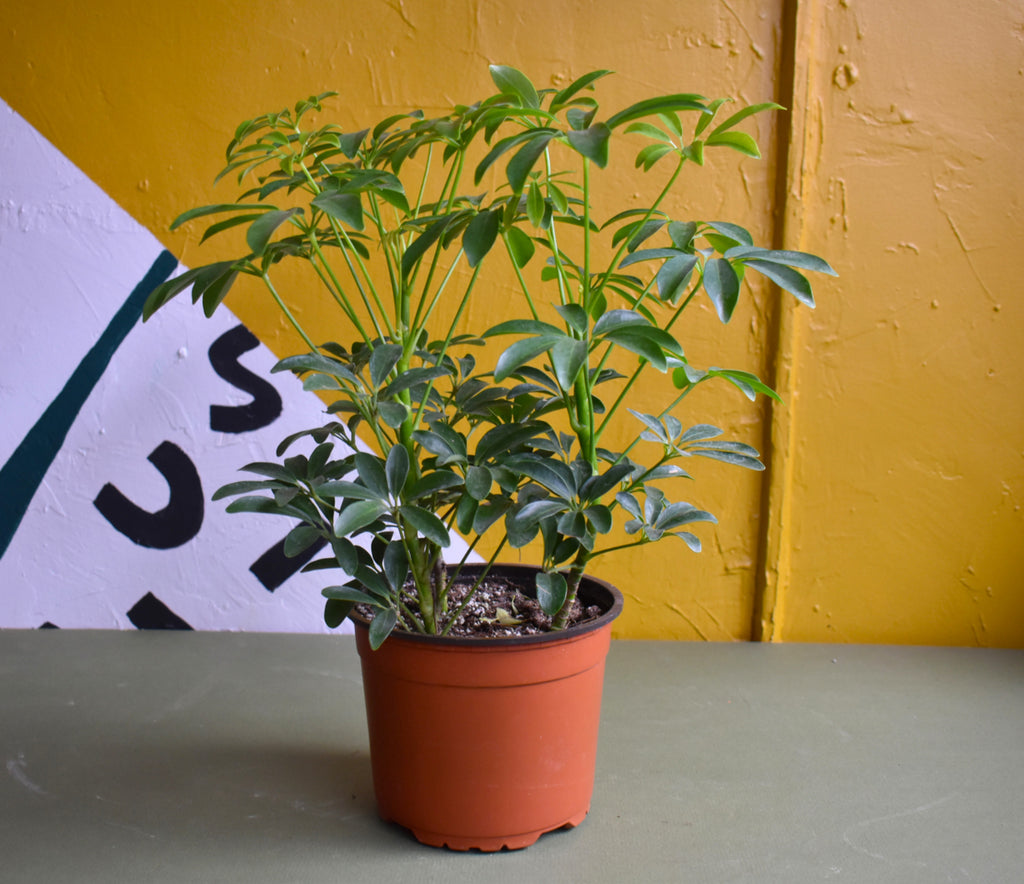 Schefflera Arboricola