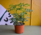 Schefflera Arboricola