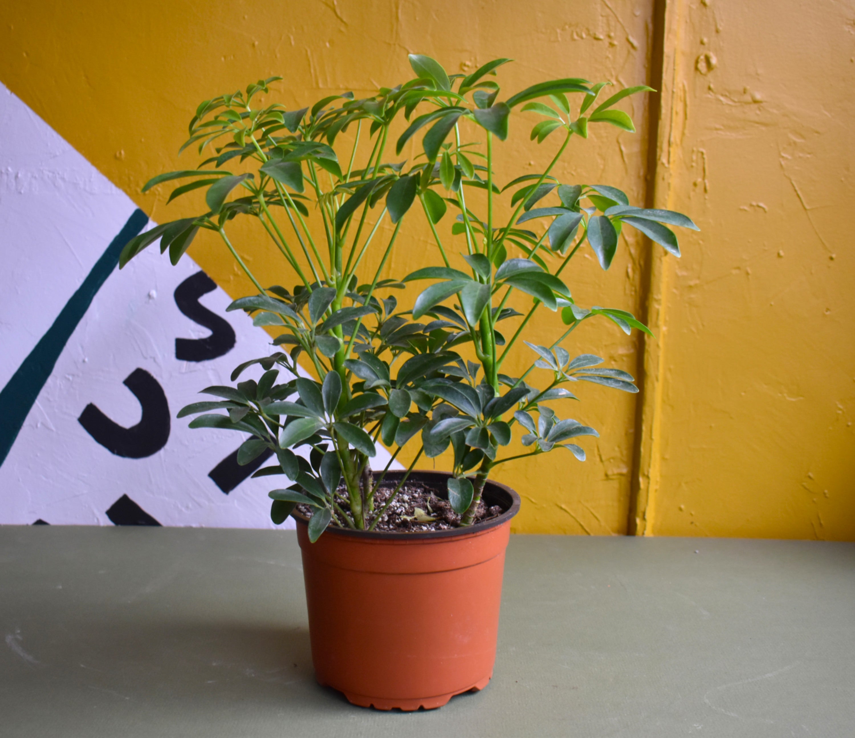 Schefflera Arboricola