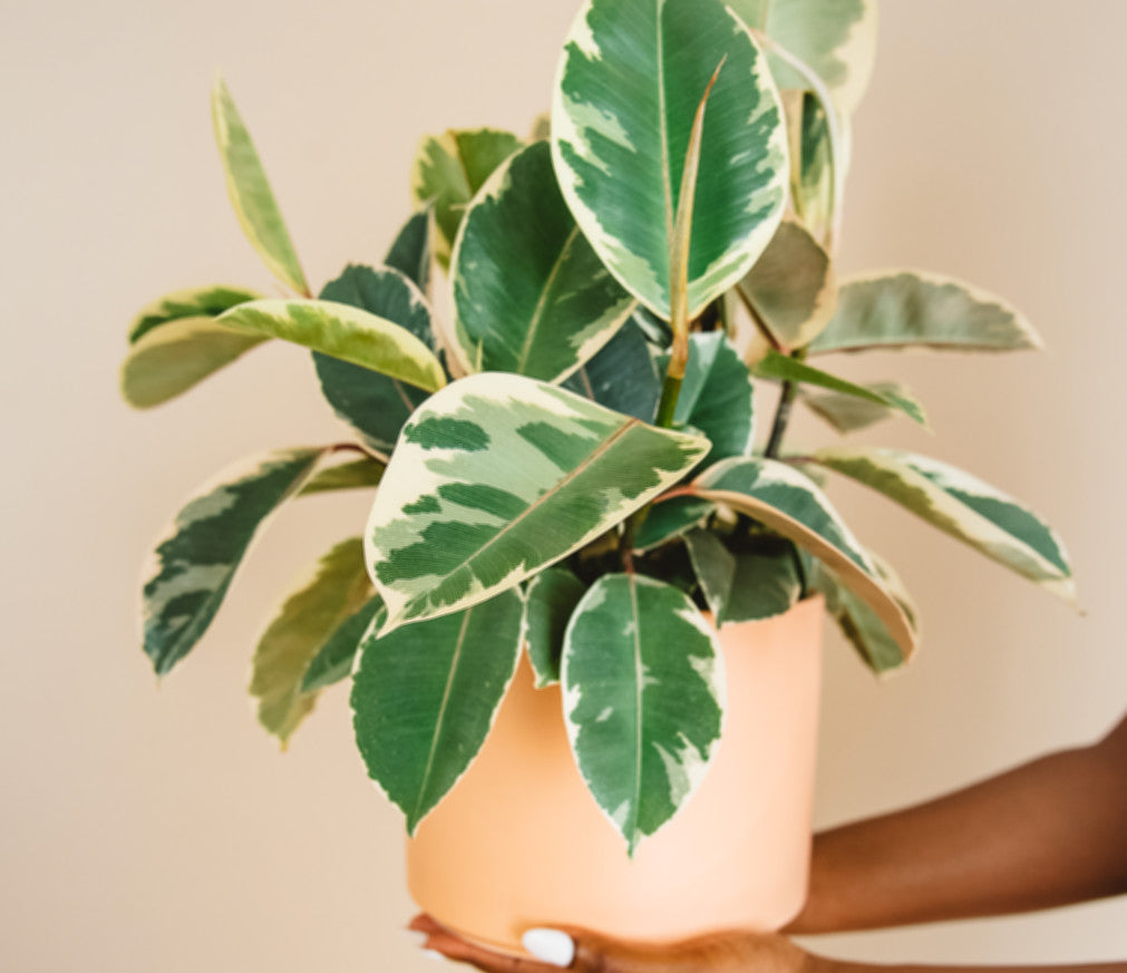Hands holding ficus decora tineke in a terra cotta pot.