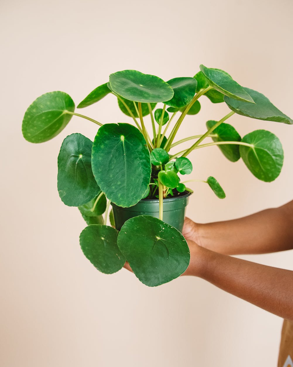 Plant Subscription