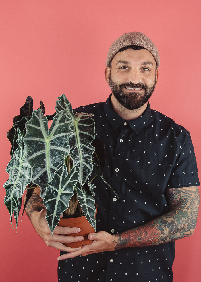 Alocasia Amazonica 'Polly'