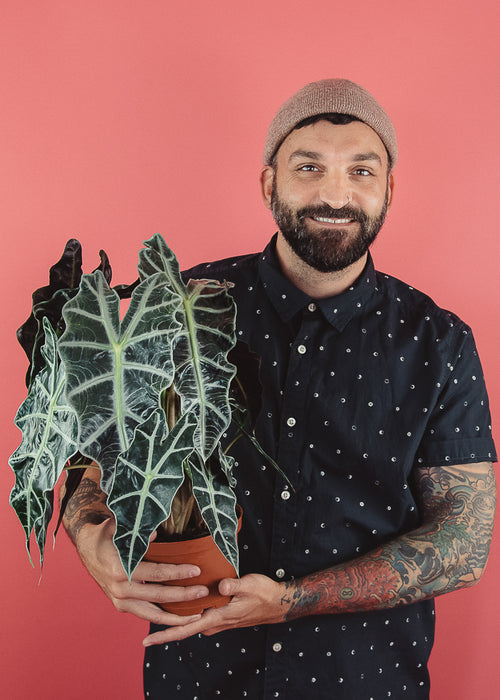 Alocasia Amazonica 'Polly'