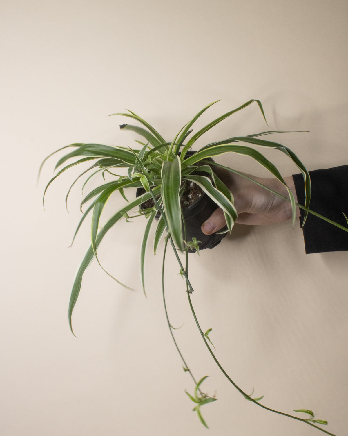 Spider Plant Ocean – The Fernseed