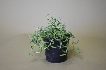 Senecio String of Bananas