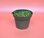 String of Pearls