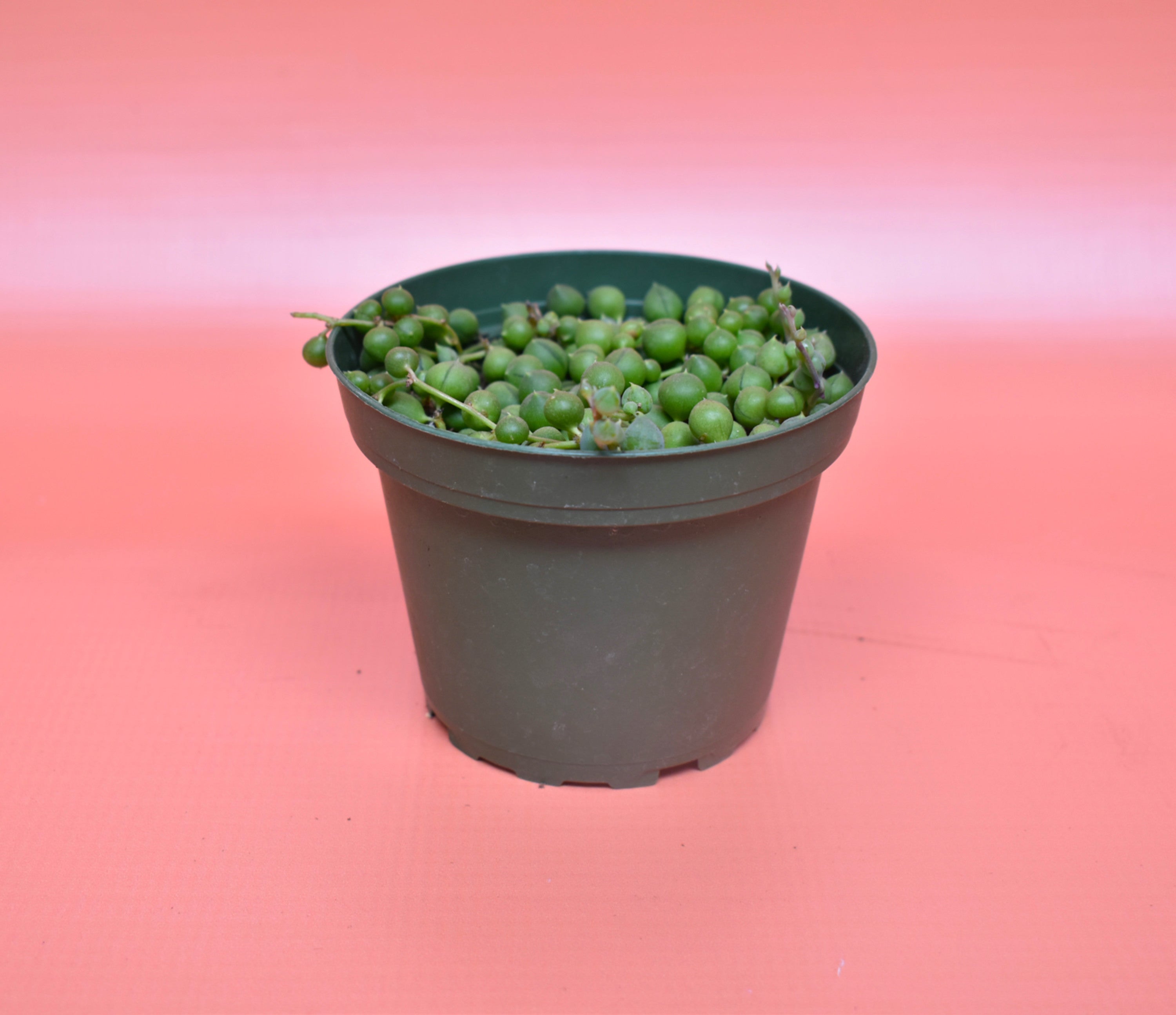 String of Pearls