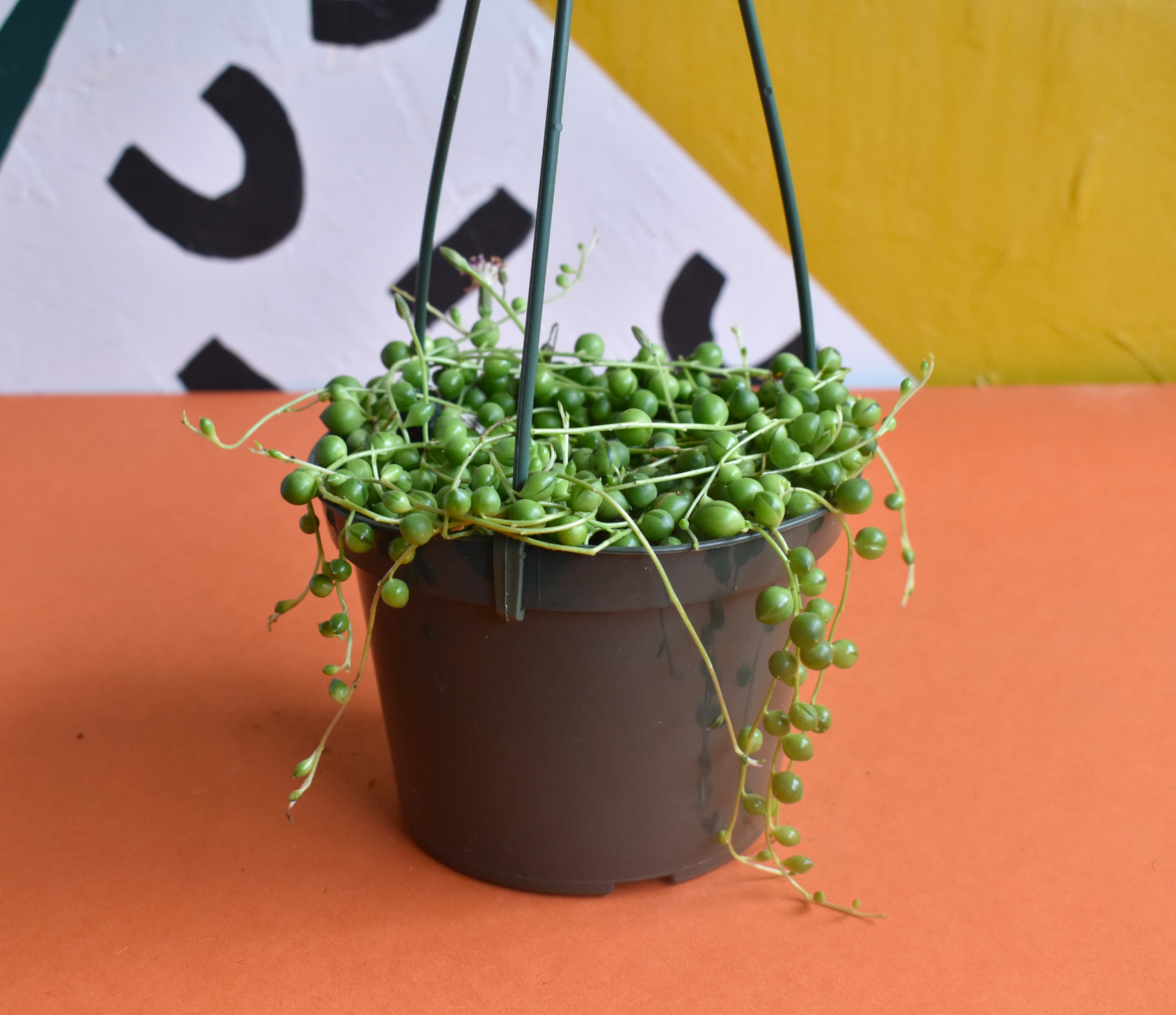 String of Pearls